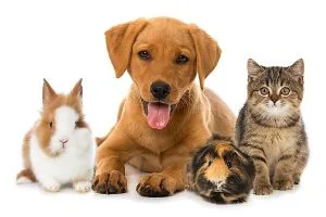 dog-cat-rabbit